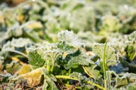 Cold Weather Warnings Expand to 9 States as Temperatures Drop