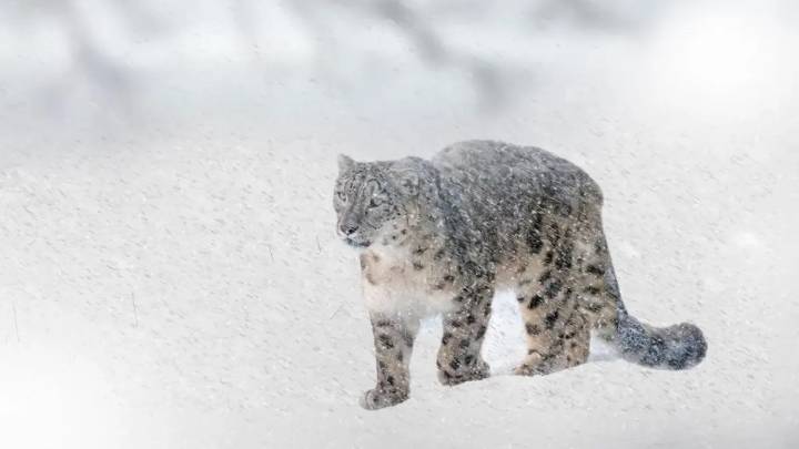 Snow leopard count up by 62% in Himachal over four years: survey