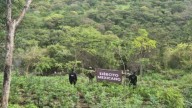 Realizan operativo y aseguran 9 mil plantas de marihuana en Turicato
