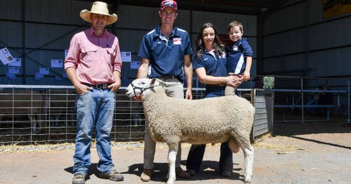 Gleneith Border Leicester 2025 ram sale results and clearance