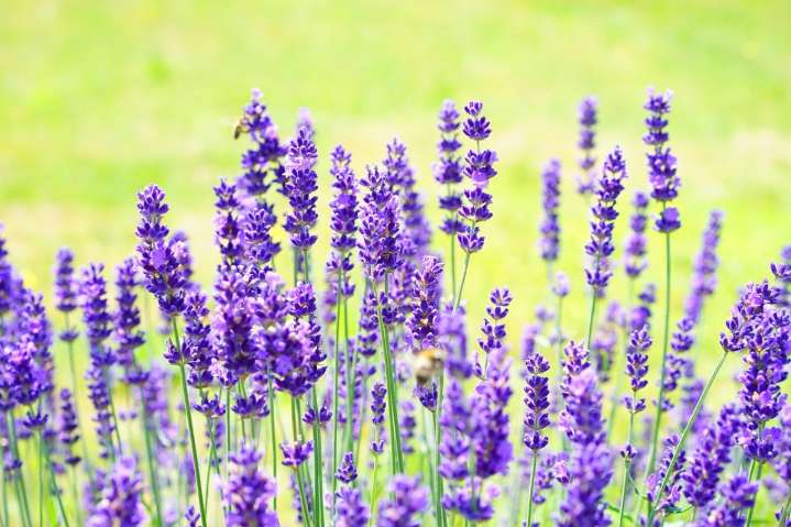 Plantas místicas y medicinales: descubre sus poderes curativos, energéticos y espirituales