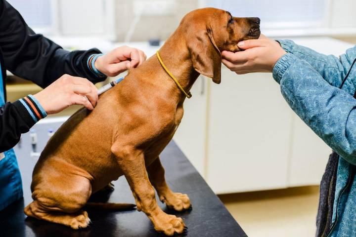 Skipping Rabies Shots for Pets Could Cost You in Texas
