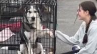 Minnesota Woman Hesitant To Adopt Is Moved By Her Daughter’s Connection With Senior Dog