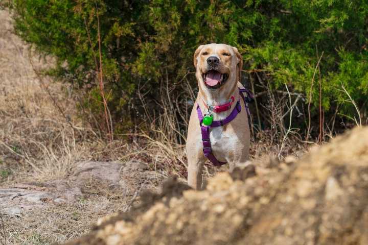 15 Adventurous Dog Breeds That Live For Trails And Travel