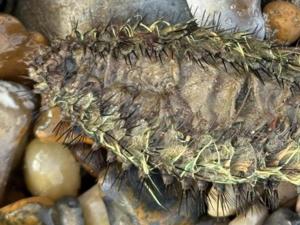 ‘Alien-like’ creature washes up on beach
