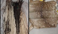 Retired Forester Held with Deer Skin and Peacock Feathers in Deogarh