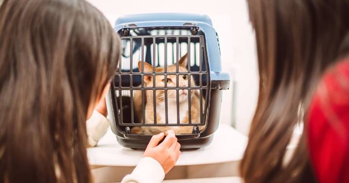 People could be banned from owning pets over 'cruel' October habit