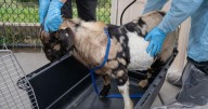 $355K needed for neglected animals; advocates urge stronger protections