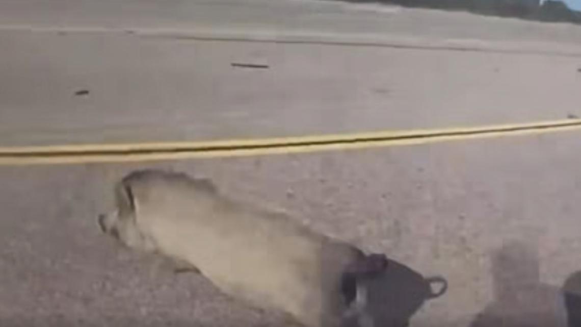 Potbellied pig leads East Texas officer on hog