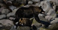 Bears kill record number of people in Japan this year as another possible victim is reported missing