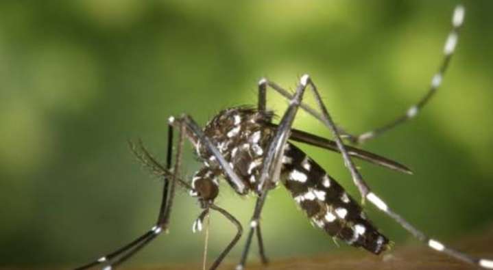 Hong Kong refuerza la vigilancia epidemiológica tras el primer caso mortal de chikunguña