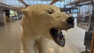 Wellens travel journal: Checking Fairbanks off my college hockey bucket list