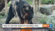 EXPLORING THE CALDWELL ZOO: Boo at the Zoo event returns for Halloween season