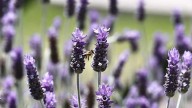 Pachuca refuerza cuidado de enjambres de abejas