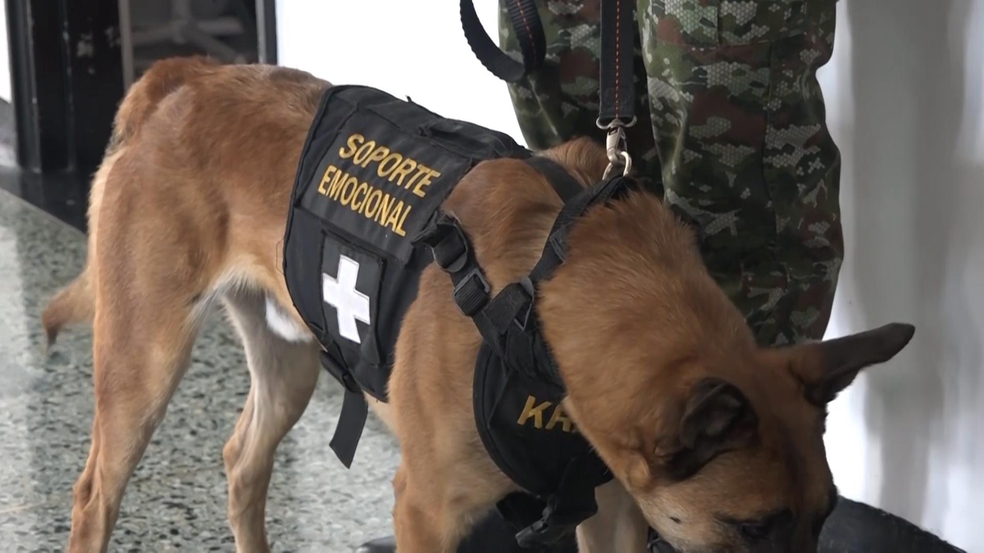 Soldiers injured in Colombia's drug war take a pause to meet emotional support dogs