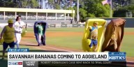 Focus at Four: Getting ready for the Savannah Bananas in Aggieland