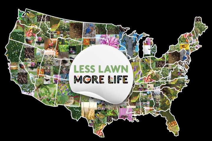 Join your neighbors — take the ‘Less Lawn More Life’ challenge!