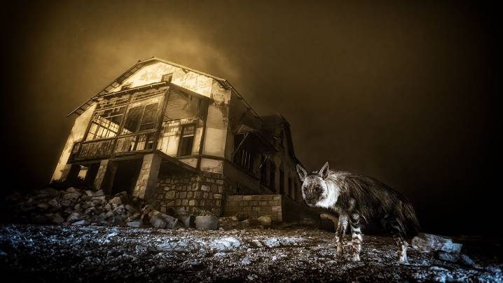 Una fantasmal fotografía de la hiena más rara del mundo, premio principal del Wildlife Photographer of the Year 2025