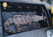 Caen 2 con un mono capuchino, un caimán y una serpiente en el Zócalo