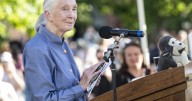 Jane Goodall, British primatologist, ethologist, and anthropologist dies at 91