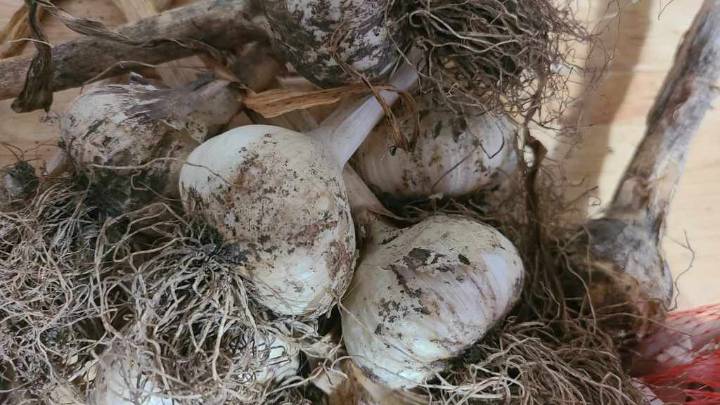 Got garlic? There's many reasons to plant it in a CT garden