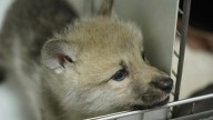 Bombazo en la zoología: científicos chinos consiguen clonar una especie de lobo en grave riesgo de extinción