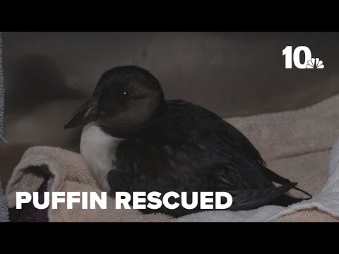 Chepachet wildlife rehab center rescues puffin far from home