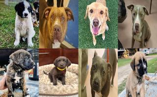 Midlands Pup Shots! October 14