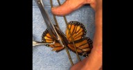 VIDEO: Así es el trasplante de un ala de mariposa monarca