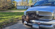 Woman drives miles before noticing the bald eagle stuck in her truck’s grille