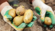 Can You Plant Potatoes In The Fall For A Late