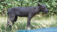 Texas A&M expert has explanation for the mythical chupacabra