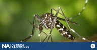 Inauguraron en Brasil una fábrica de mosquitos modificados para combatir el dengue