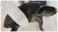 FGR y Profepa aseguran más de 2 mil tortugas, aletas de tiburón y buches de totoaba en Guadalajara