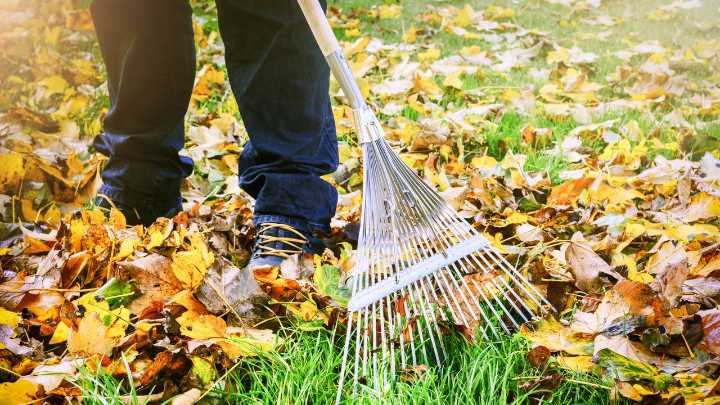 This one garden task will protect your plants from pests and diseases this fall