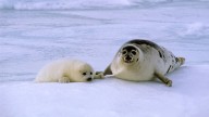 El bulo de las plataformas de hielo para salvar a las focas del Ártico