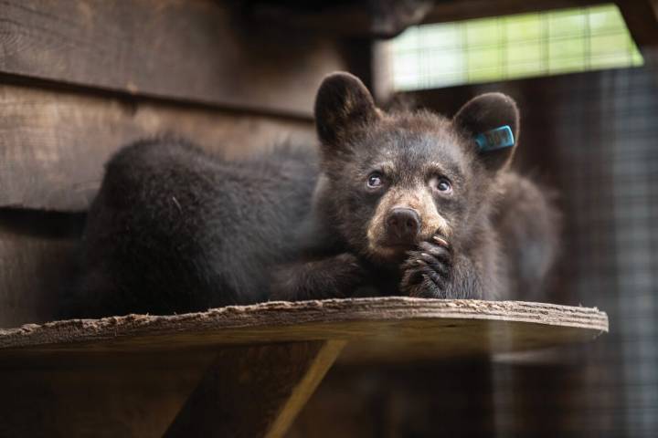 Born to be wild: Hope and survival for B.C.’s orphaned black bears in a changing world
