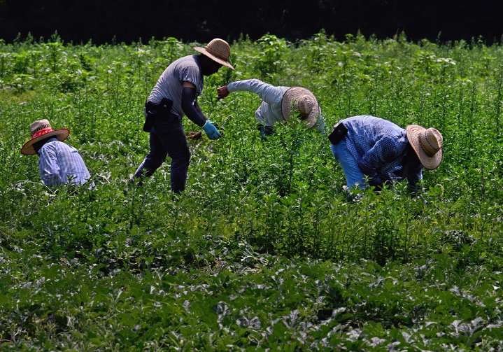 Trump administration says immigration enforcement threatens higher food prices