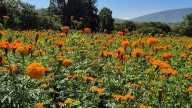 Campos de cempasúchil en Jacona, un sitio ideal para sesiones fotográficas