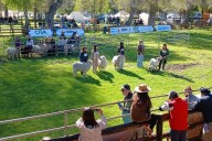 Escuelas Agropecuarias cosecharon premiaciones en la Rural de Junín