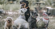 Vet shares five popular dog breeds she'd 'never choose to own'