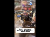 Bear cubs snack on Halloween party leftovers