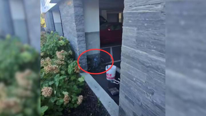 New York Guard Investigates Lobster Trap In Parking Lot And Finds A Totally Unexpected Guest