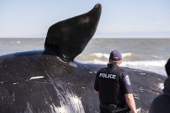 North Atlantic right whale population ticks up again: ‘Cautiously optimistic’