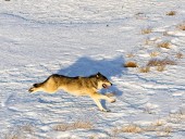Colorado’s Wolf Reintroduction Effort Facing New Roadblock