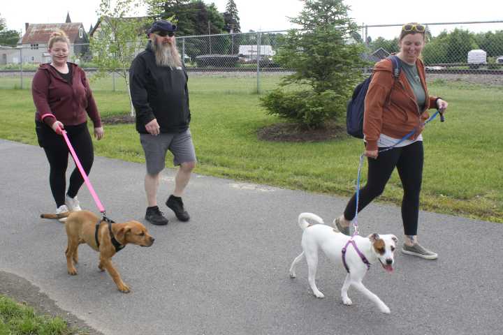 Parvovirus outbreak shutters Aroostook dog parks