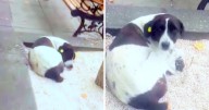 Dad Found Missing Dog On The Streets After 3
