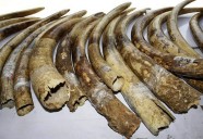 Primary School Teacher Sentenced for Illegal Ivory Trade in Rumphi