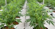 Medicinal cannabis being 'exploited' through telehealth