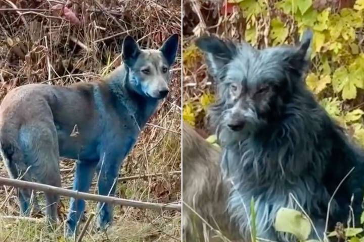 Blue Dogs Are Spotted at Site of Chernobyl Nuclear Disaster